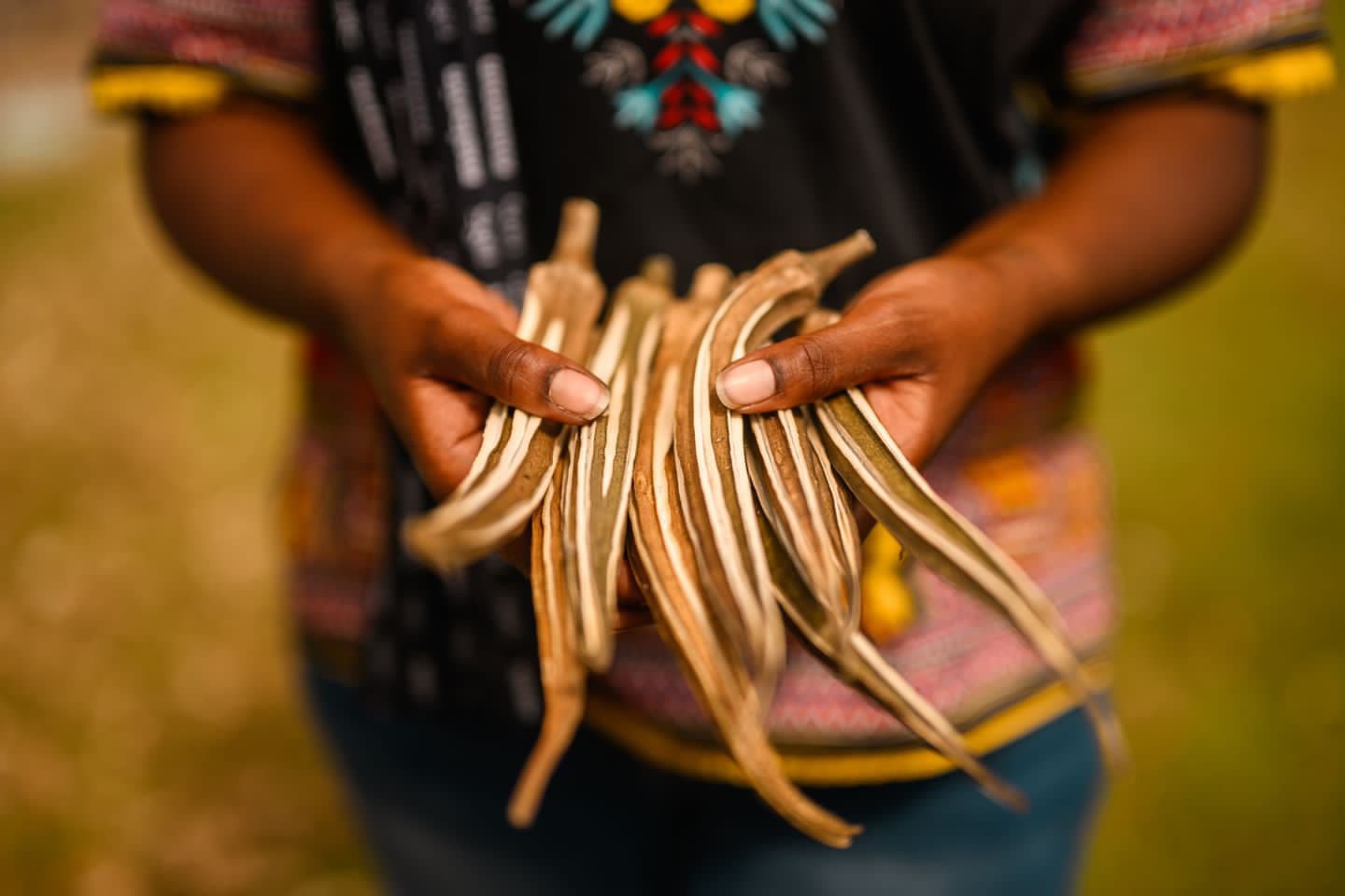 Hands holding Red Burgundy Okra - connecting with nature's wisdom